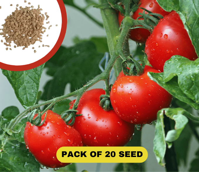 Waterfall Tomato Seeds (300 gms Seeds)