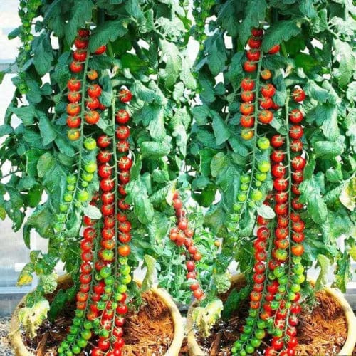 Waterfall Tomato Seeds (300 gms Seeds)